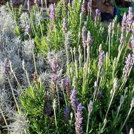 Villa Mary'S Garden Tulisevica Exterior foto
