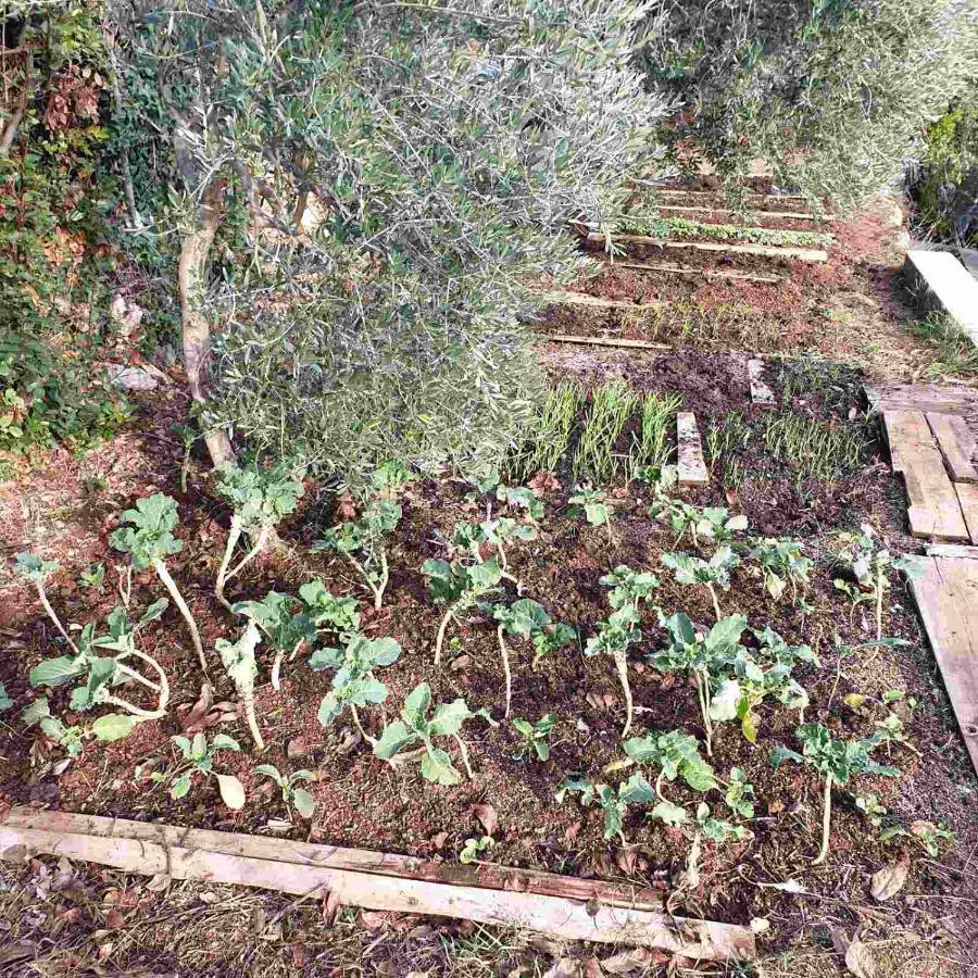Villa Mary'S Garden Tulisevica Exterior foto
